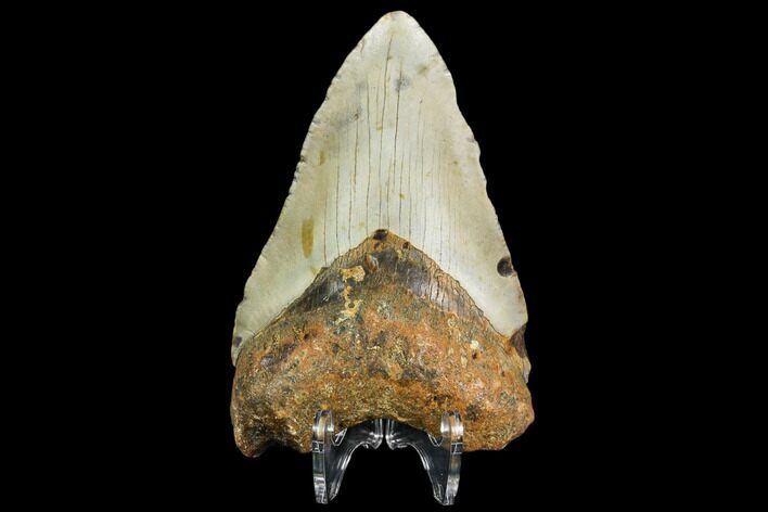 Fossil Megalodon Tooth - North Carolina #108998